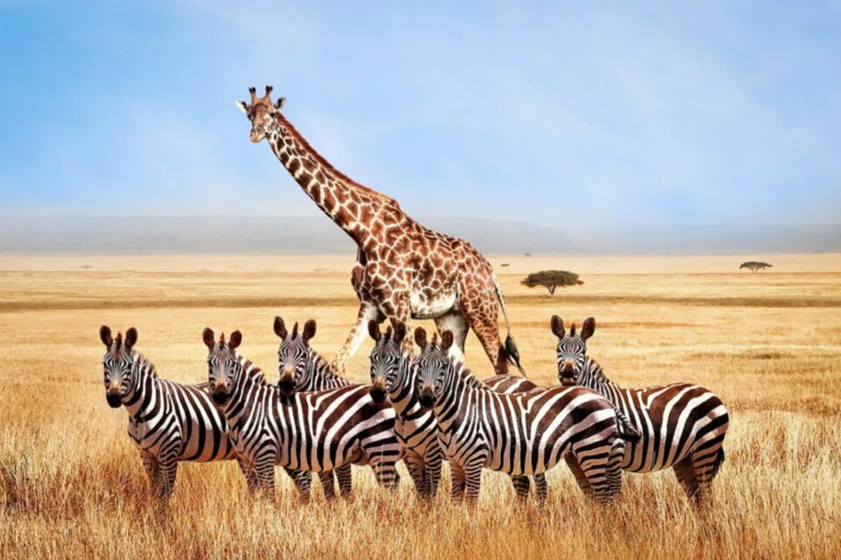 tanzania-visa-from-delhi