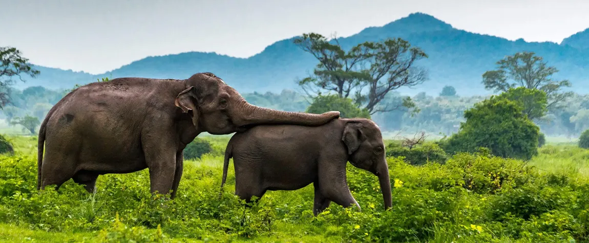 10 National Parks in Sri Lanka for Wildlife lovers